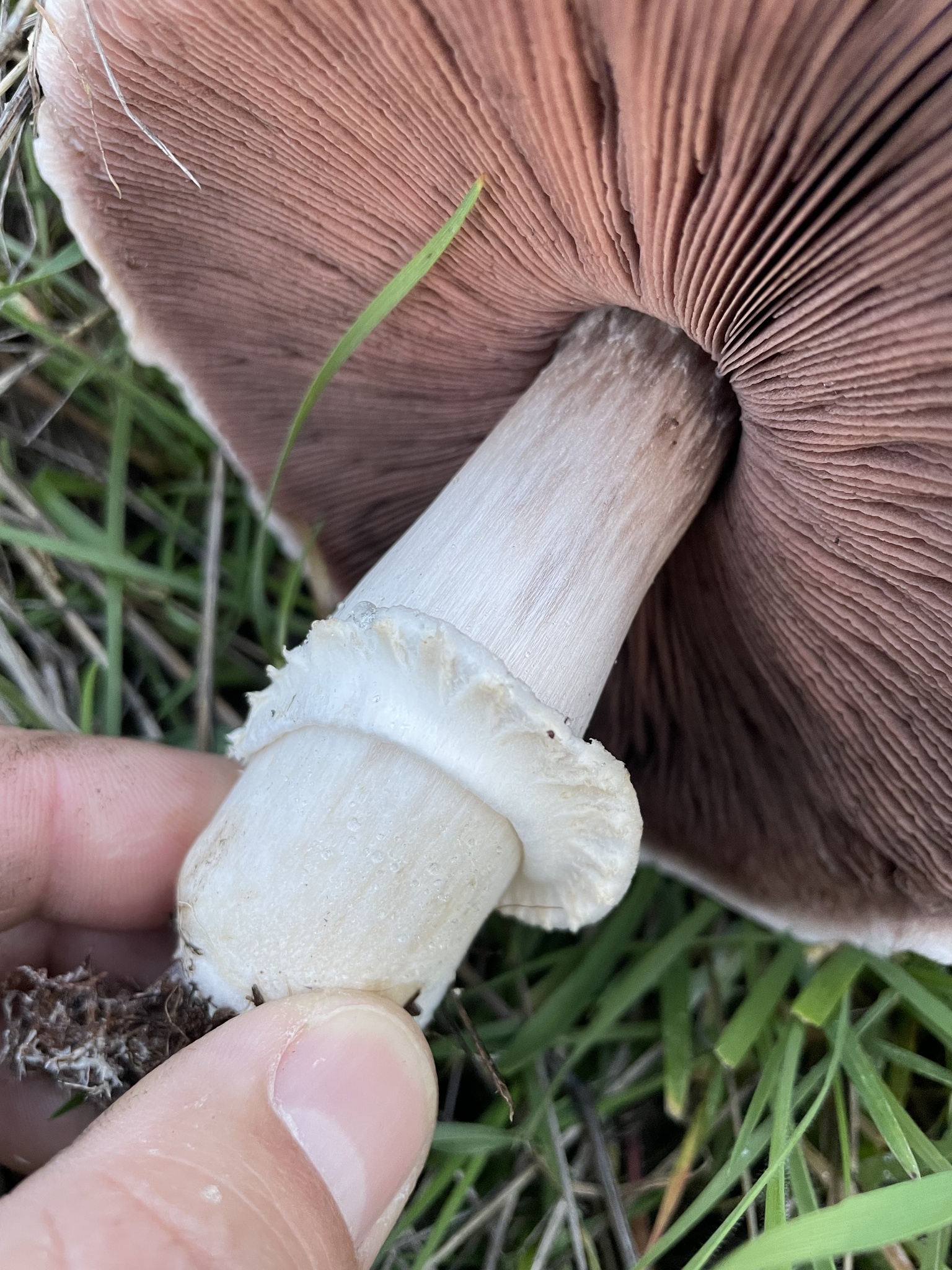 Agaricus Arvensis Anischampignon Agaricus Arvensis Anischampignon