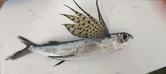 Beautyfin Flyingfish photo 3