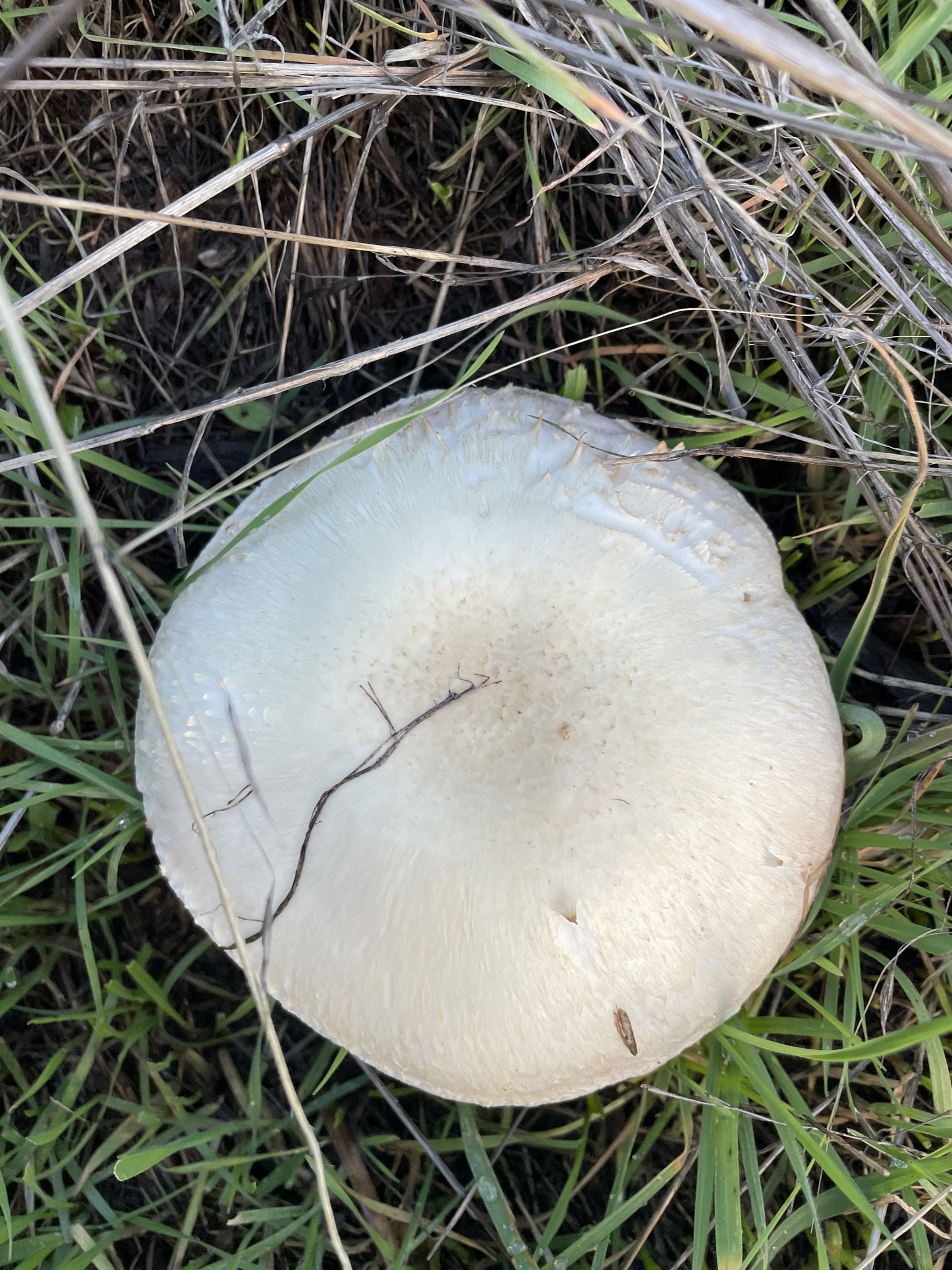 Agaricus Arvensis Anischampignon Agaricus Arvensis Anischampignon