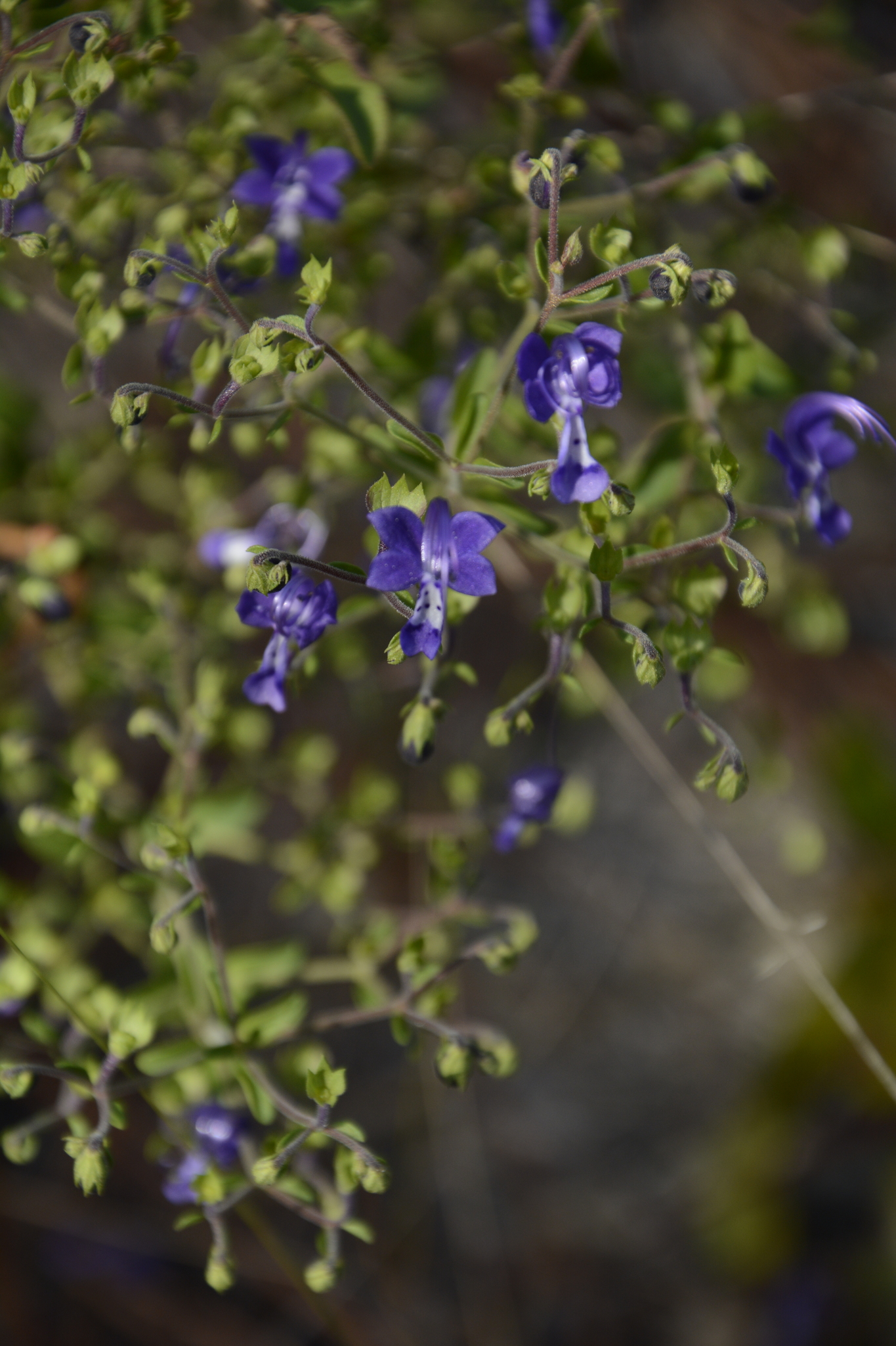 Trichostema suffrutescens
