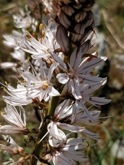 Asphodelus aestivus