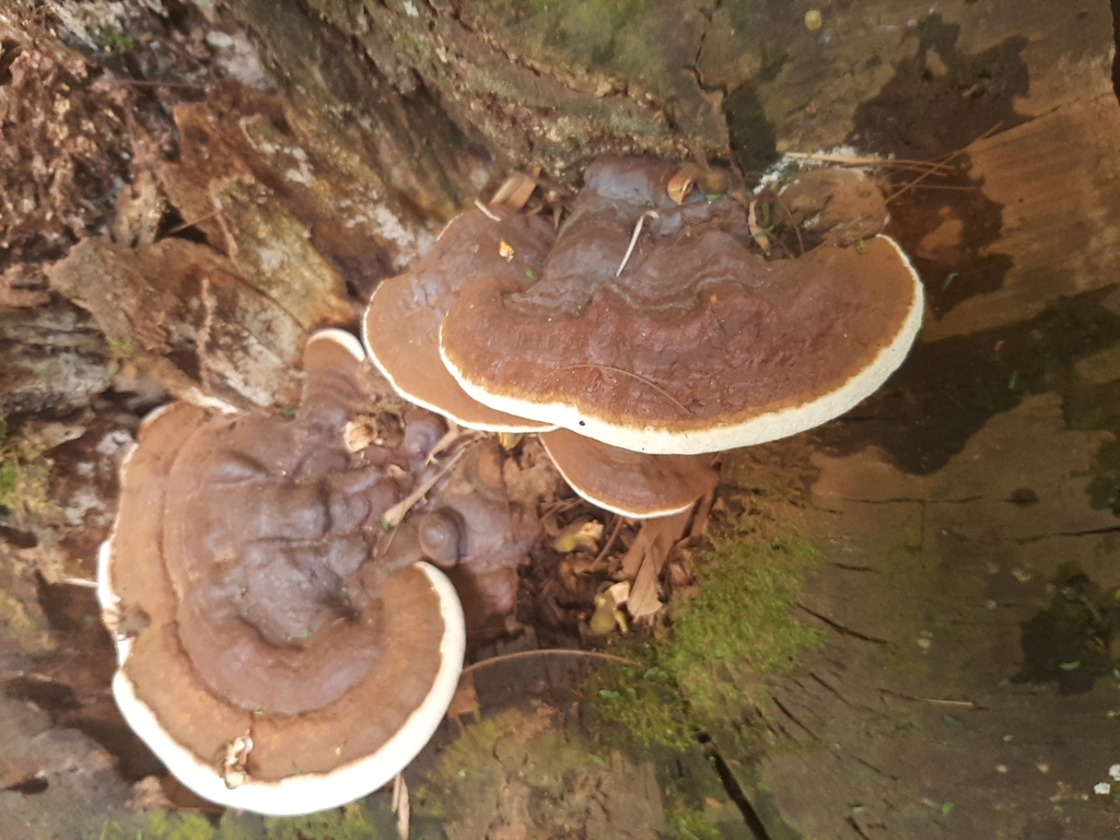 Ganoderma lobatum