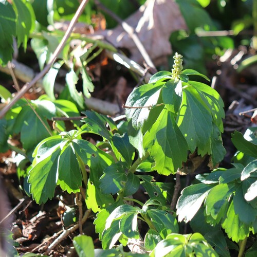 Pachysandra terminalis