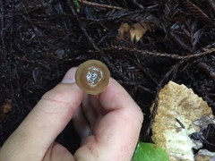 Lyophyllaceae
