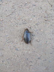 Dytiscus thianschanicus