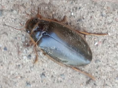 Dytiscus thianschanicus