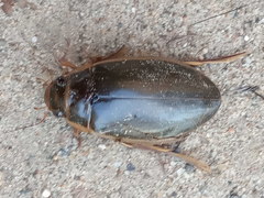 Dytiscus thianschanicus