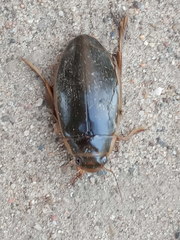 Dytiscus thianschanicus
