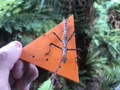 Acanthoxyla geisovii