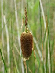 Typha minima