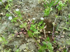 Stellaria media