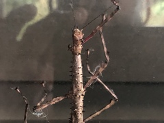 Acanthoxyla geisovii