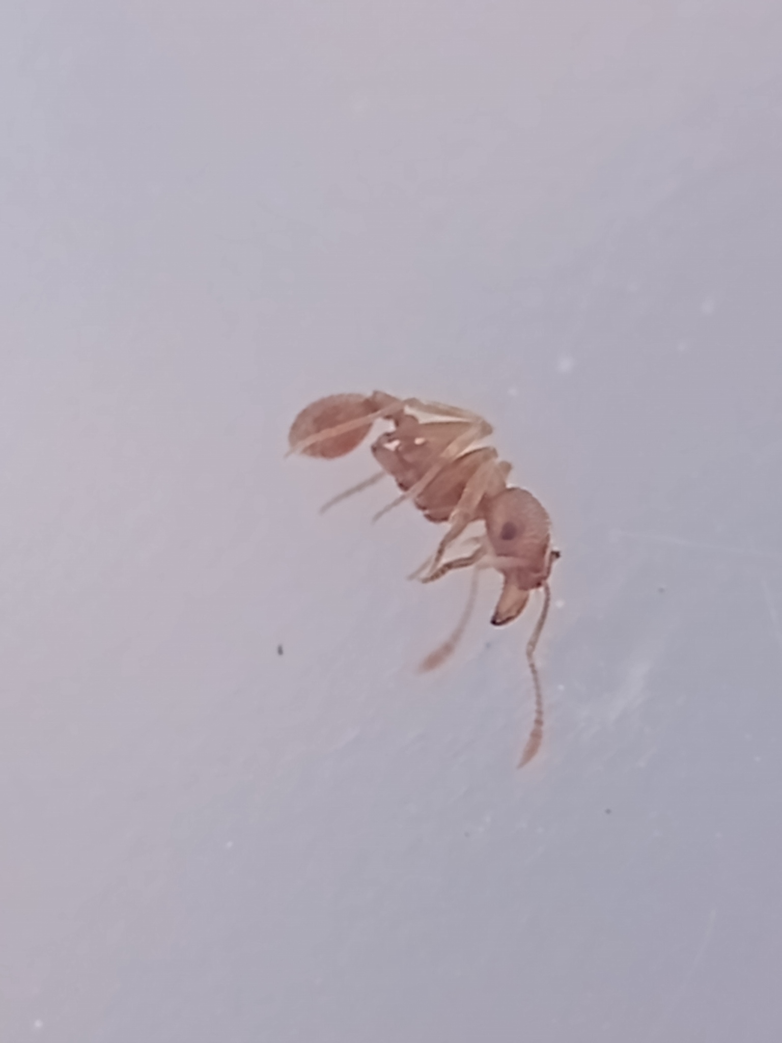 Kalathomyrmex