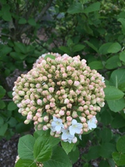 Viburnum carlcephalum