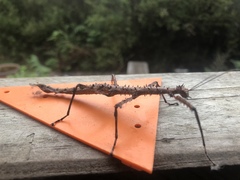 Acanthoxyla geisovii