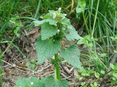 Lamium caucasicum
