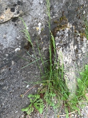 Poa trivialis