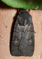 Euxoa velleripennis
