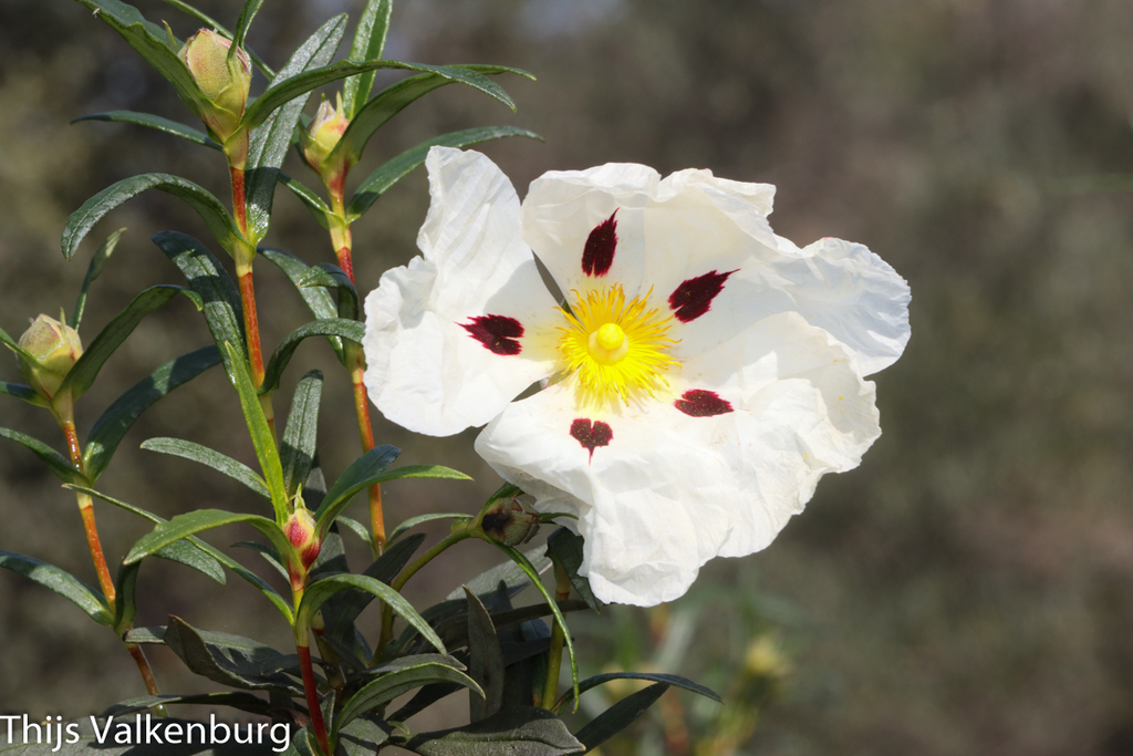 Gum Rock rose Cistus ladanifer iNaturalist