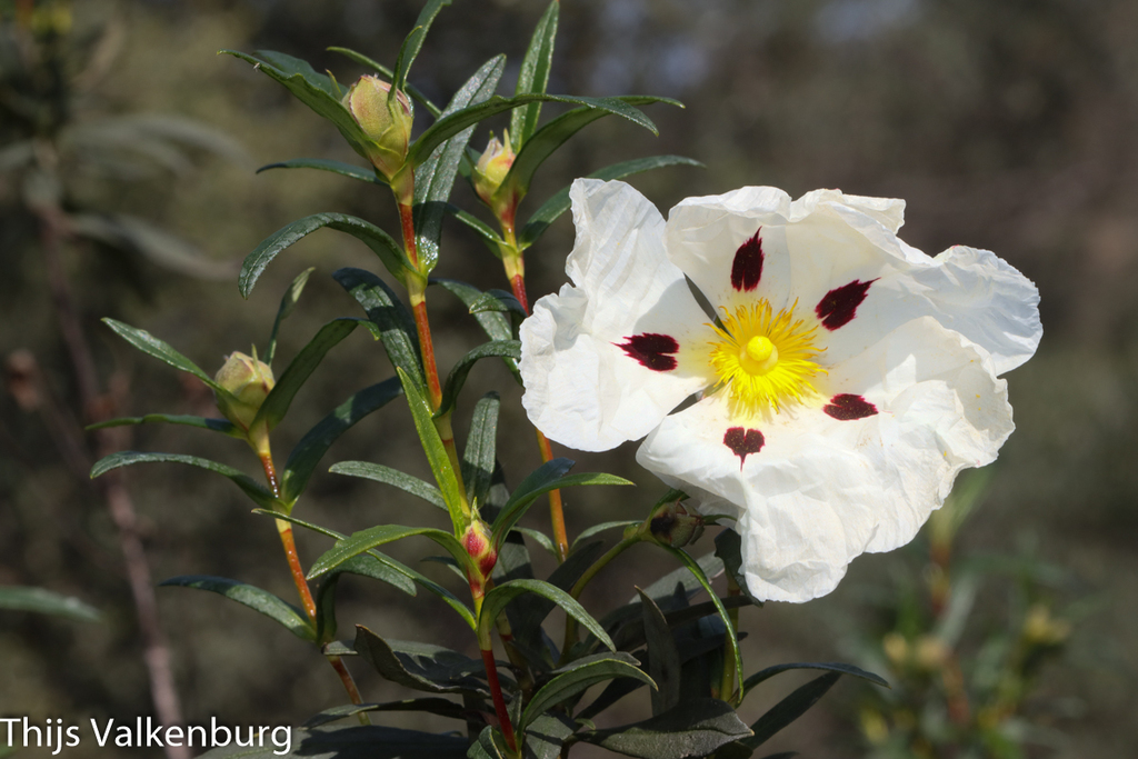 Gum Rock rose Cistus ladanifer iNaturalist