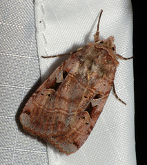 Xestia normanianus
