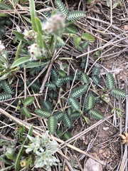 Neptunia pubescens