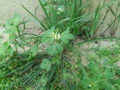 Trigonella foenum-graecum
