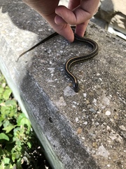 Thamnophis radix