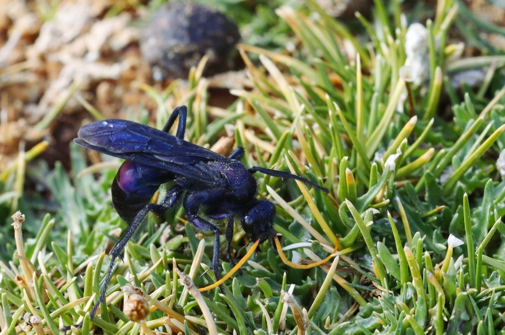 Pompilocalus hirticeps