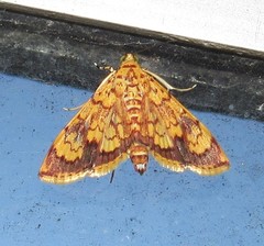 Portentomorpha xanthialis