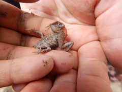 Eleutherodactylus nitidus