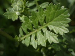 Rhamphospermum pubescens