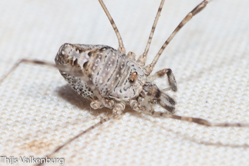 Dicranopalpus caudatus