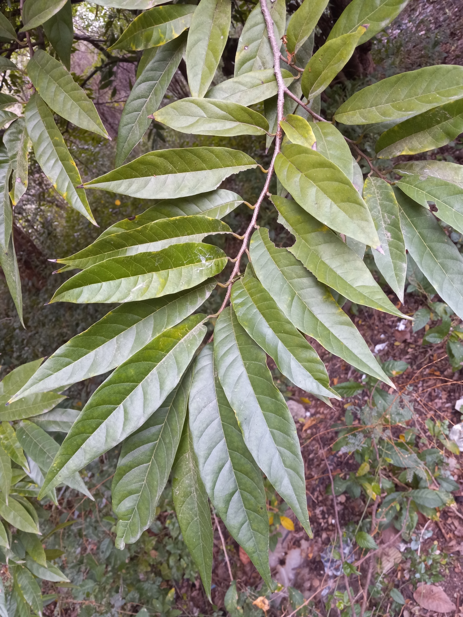 Imagem de Fruta-de-condessa