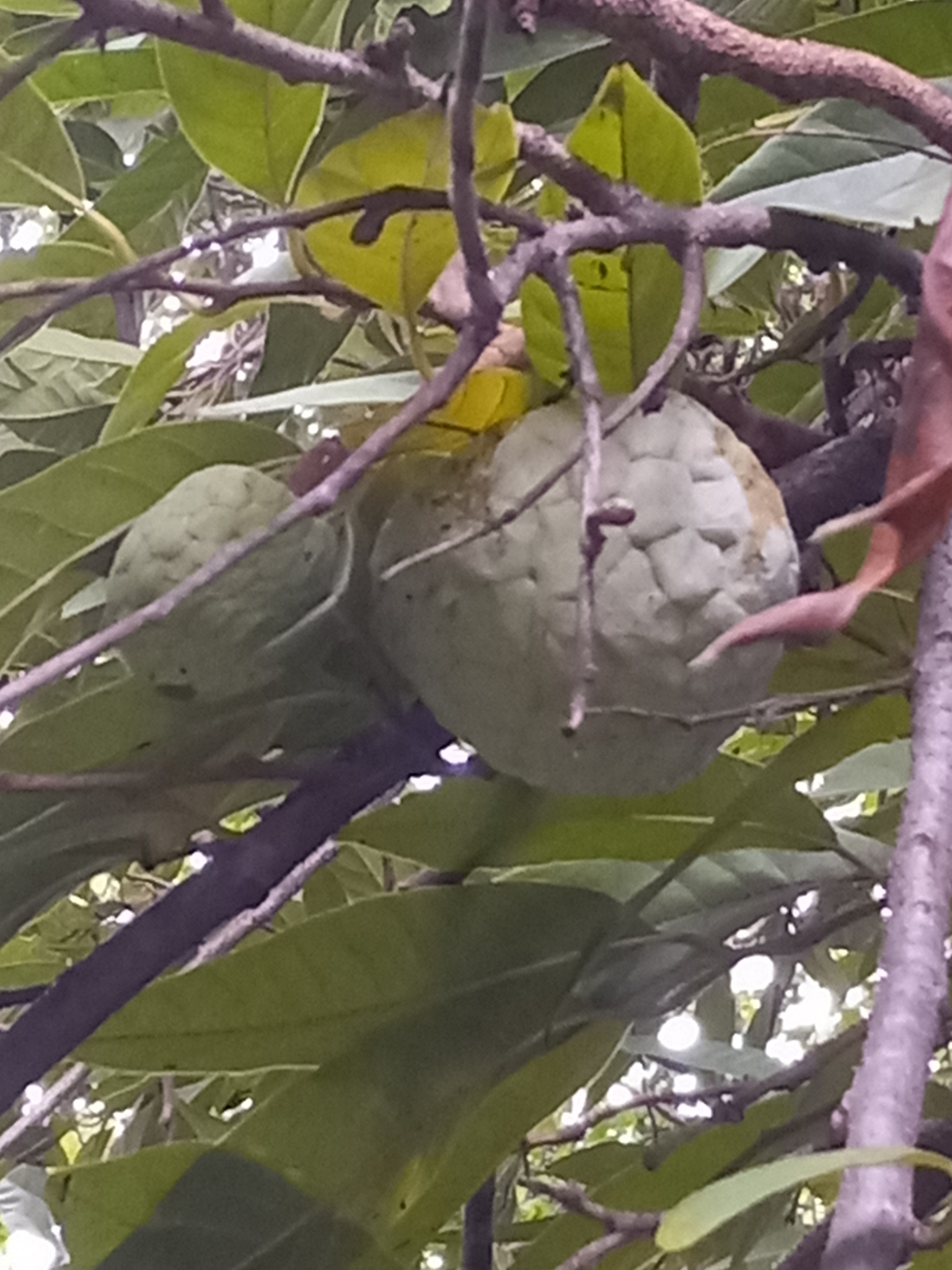 Imagem de Fruta-de-condessa