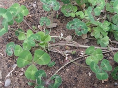Trifolium subterraneum