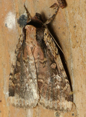 Eueretagrotis sigmoides