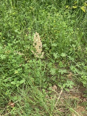 Poa arachnifera