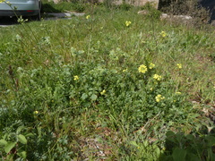 Rhamphospermum pubescens