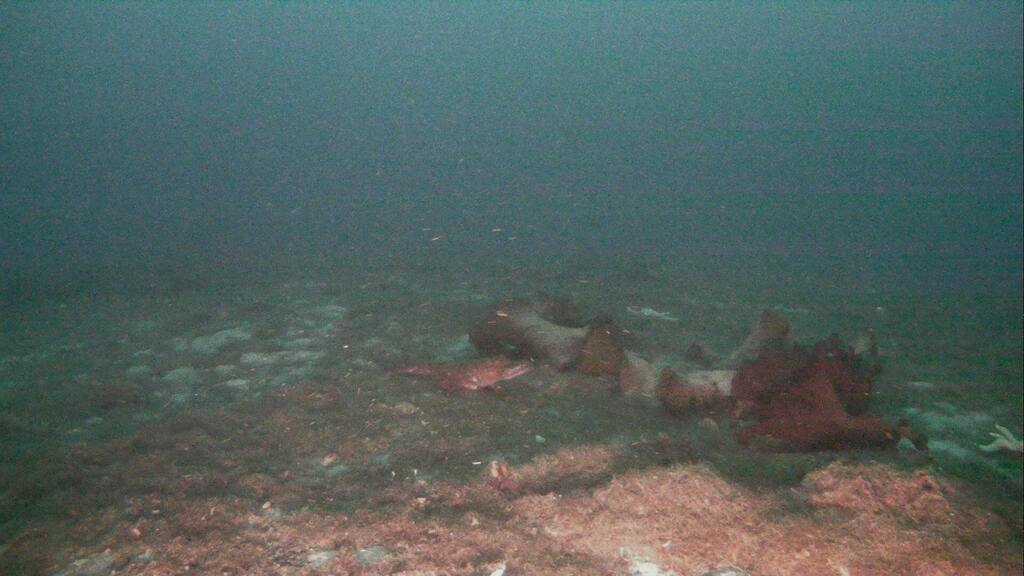 Parachaenichthys charcoti