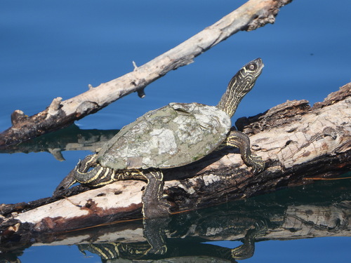 False Map Turtle