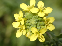 Rhamphospermum pubescens