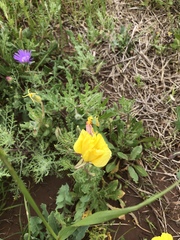 Oenothera grandis