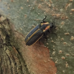 Pyractomena borealis