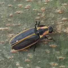 Pyractomena borealis