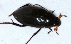 Hydrophilus pedipalpus