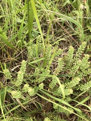 Lepidium oblongum