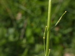 Rhamphospermum pubescens