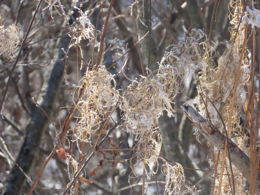 fireweed from Blind River, ON P0R 1B0, Canada on February 4, 2024 at 12