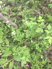 Chaerophyllum procumbens